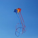 tricolpor kites 3